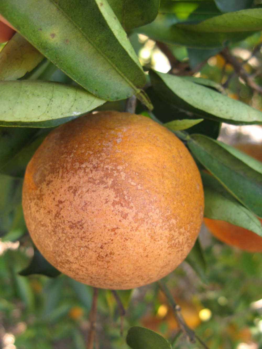              Fruit (Winter Haven, FL)       